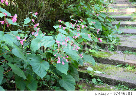 シユウカイドウの花 97446581
