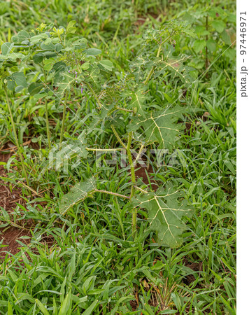 Small Nightshade Plant 97446971