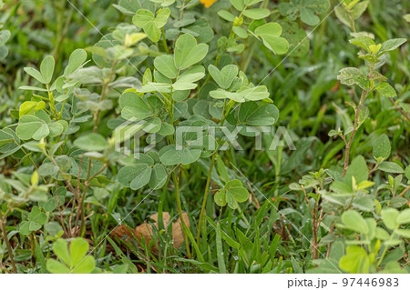 Small Green Plant 97446983