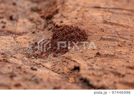 Small grained anthill entrance Small grained anthill entrance 97446996