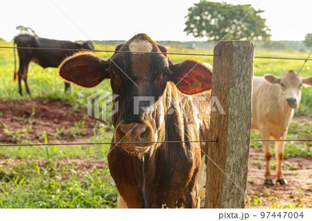 Adult dark cow 97447004