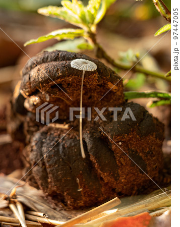 Common Gilled Mushroom Common Gilled Mushroom 97447005