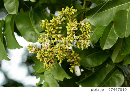 Tonka Bean Tree Flowers Tonka Bean Tree Flowers 97447010