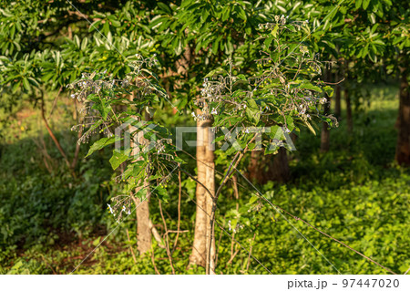flowering plant commonly known as jurubeba 97447020