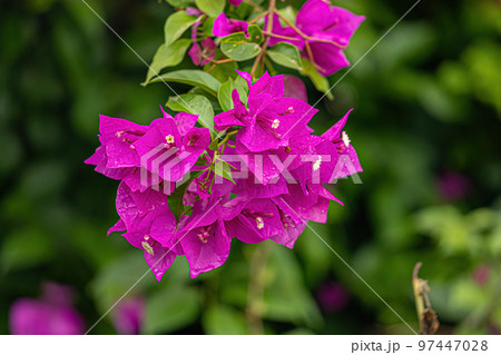 ornamental plant flowers ornamental plant flowers 97447028