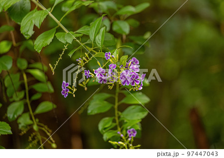 Skyflower Purple Flowers Skyflower Purple Flowers 97447043