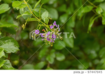 Skyflower Purple Flowers 97447045