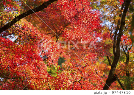 愛知県豊田市足助町　紅葉した秋の香嵐渓 97447310