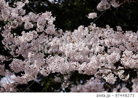 出会いと別れを彩る日本の花 サクラ 出会いと別れを彩る日本の花 サクラ 97448275