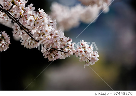 出会いと別れを彩る日本の花 サクラ 出会いと別れを彩る日本の花 サクラ 97448276