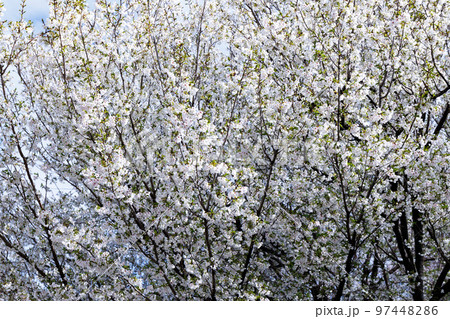 出会いと別れを彩る日本の花　サクラ 97448286