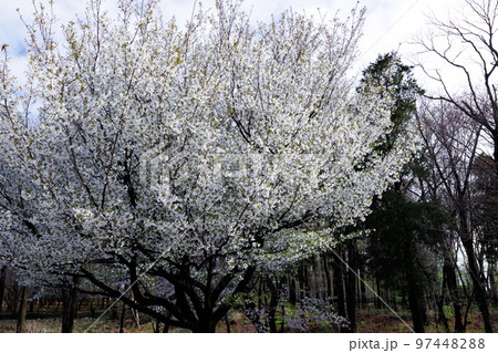 出会いと別れを彩る日本の花　サクラ 97448288