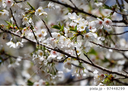 出会いと別れを彩る日本の花　サクラ 97448299