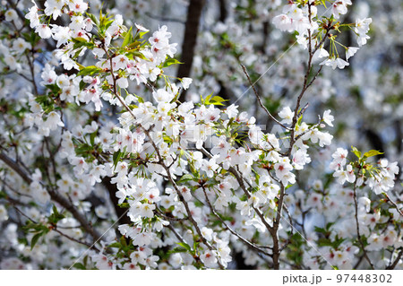 出会いと別れを彩る日本の花　サクラ 97448302