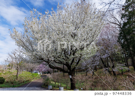 出会いと別れを彩る日本の花　サクラ 97448336