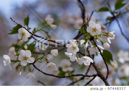 出会いと別れを彩る日本の花　サクラ 97448357