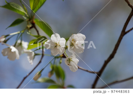 出会いと別れを彩る日本の花　サクラ 97448363