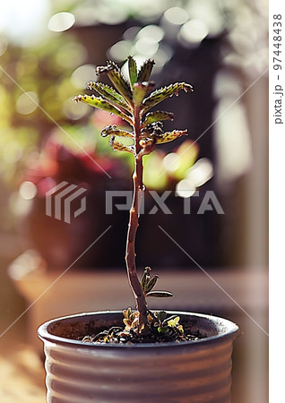 縦 背景 自然 97448438
