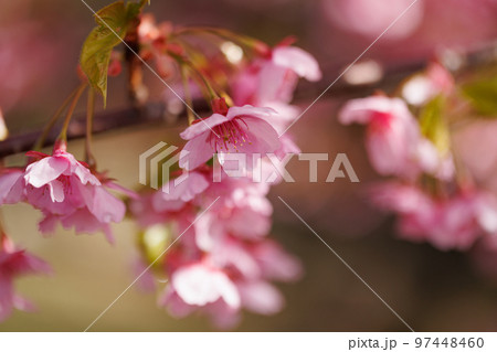 出会いと別れを彩る日本の花　サクラ 97448460