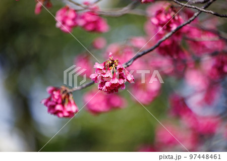 出会いと別れを彩る日本の花 サクラ 出会いと別れを彩る日本の花 サクラ 97448461