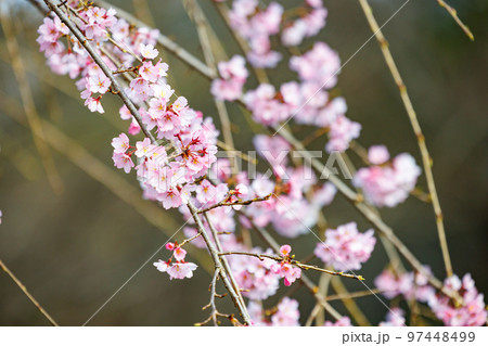 出会いと別れを彩る日本の花　サクラ 97448499