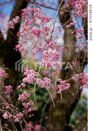 出会いと別れを彩る日本の花　サクラ 97448618