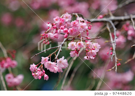 出会いと別れを彩る日本の花 サクラ 出会いと別れを彩る日本の花 サクラ 97448620