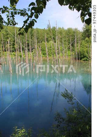 「青い池」の風景/北海道の景勝地 97449305