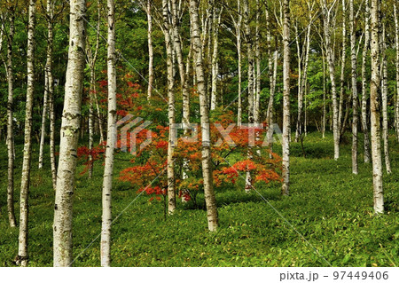 八千穂高原の黄葉の白樺林に紅葉するツツジ 八千穂高原の黄葉の白樺林に紅葉するツツジ 97449406