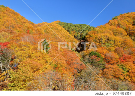 山梨県山梨市三富川浦 西沢渓谷の笛吹川にかかるネトリ大橋から見上げる山の紅葉 山梨県山梨市三富川浦 西沢渓谷の笛吹川にかかるネトリ大橋から見上げる山の紅葉 97449807