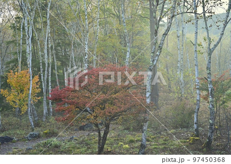 朝霧の八千穂高原の黄葉の白樺林に紅葉するツツジ 朝霧の八千穂高原の黄葉の白樺林に紅葉するツツジ 97450368