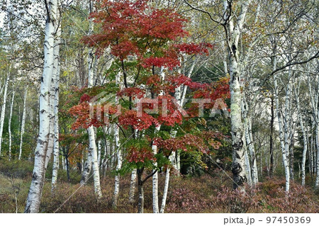 八千穂高原の黄葉の白樺林に紅葉する楓の木とツツジ 八千穂高原の黄葉の白樺林に紅葉する楓の木とツツジ 97450369