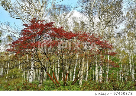 八千穂高原の黄葉の白樺林に紅葉するツツジ 八千穂高原の黄葉の白樺林に紅葉するツツジ 97450378