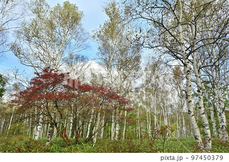 八千穂高原の黄葉の白樺林に紅葉するツツジ 八千穂高原の黄葉の白樺林に紅葉するツツジ 97450379
