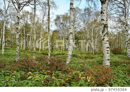 八千穂高原の黄葉の白樺林に紅葉するツツジ 八千穂高原の黄葉の白樺林に紅葉するツツジ 97450384