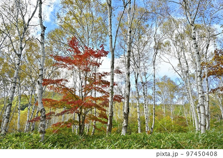 八千穂高原の黄葉の白樺林に紅葉する楓の木 97450408
