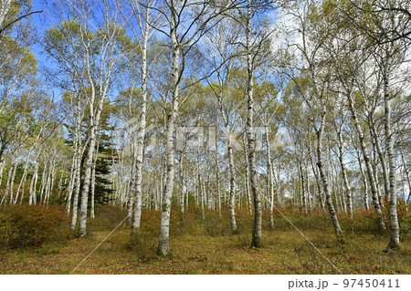 八千穂高原の黄葉の白樺林に紅葉するツツジ 97450411