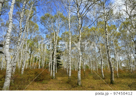 八千穂高原の黄葉の白樺林に紅葉するツツジ 97450412