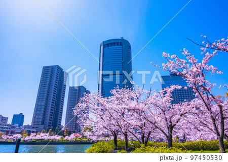 大川の桜と大阪アメニティーパーク 97450530