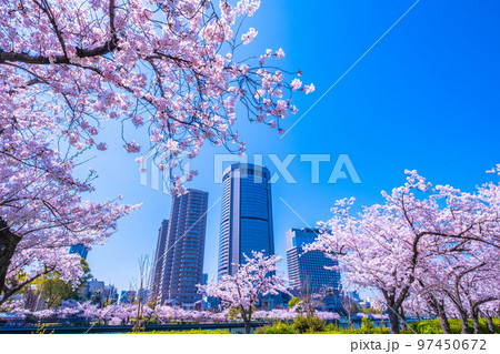 大川の桜と大阪アメニティーパーク 97450672
