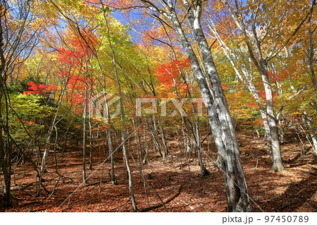 山梨県山梨市 西沢渓谷のトレッキングコースから見られる沿道の紅葉 山梨県山梨市 西沢渓谷のトレッキングコースから見られる沿道の紅葉 97450789