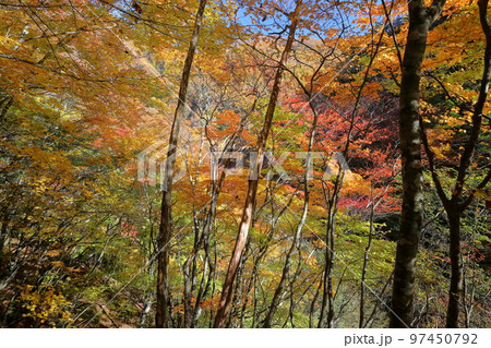 山梨県山梨市　西沢渓谷のトレッキングコースから見られる沿道の紅葉 97450792