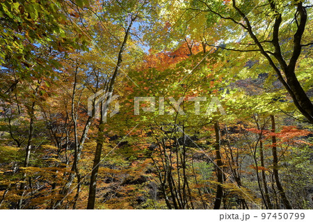 山梨県山梨市 西沢渓谷のトレッキングコースから見られる沿道の紅葉 山梨県山梨市 西沢渓谷のトレッキングコースから見られる沿道の紅葉 97450799