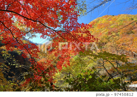山梨県山梨市　西沢渓谷のトレッキングコースから見られる沿道の紅葉 97450812