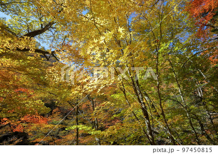 山梨県山梨市　西沢渓谷のトレッキングコースから見られる沿道の紅葉 97450815