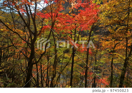 山梨県山梨市　西沢渓谷のトレッキングコースから見られる沿道の紅葉 97450823