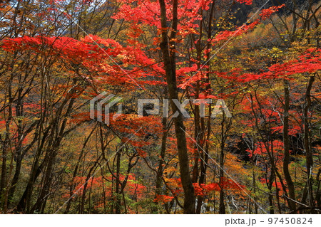 山梨県山梨市　西沢渓谷のトレッキングコースから見られる沿道の紅葉 97450824