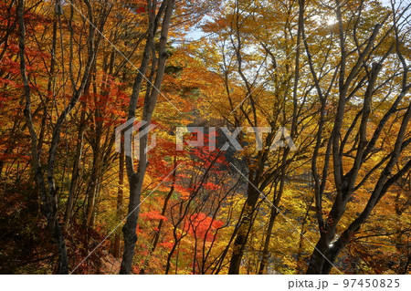 山梨県山梨市　西沢渓谷のトレッキングコースから見られる沿道の紅葉 97450825
