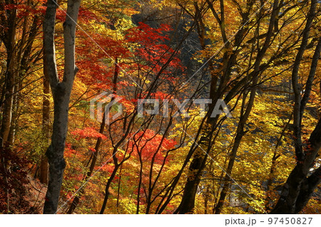 山梨県山梨市　西沢渓谷のトレッキングコースから見られる沿道の紅葉 97450827