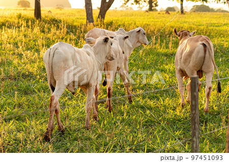 Adult white cow 97451093